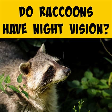 do raccoons have night vision.